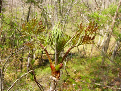e-p1060488.jpg