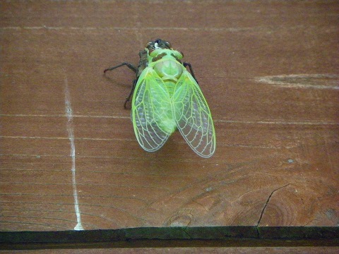 e-imgp0270.jpg