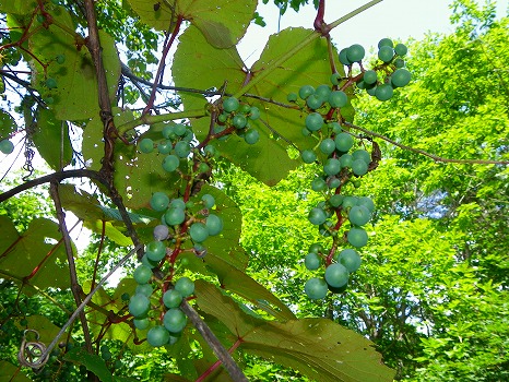 s-imgp0465.jpg