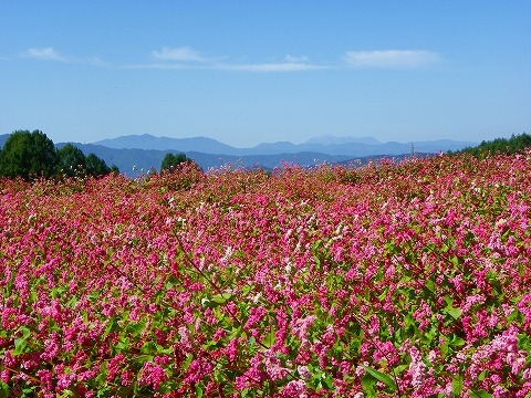 s-imgp0498.jpg