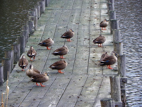 s-imgp1460.jpg