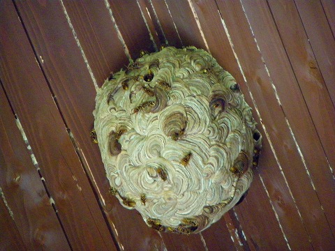 p-imgp2677.jpg
