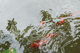 kinngyo-2.jpg