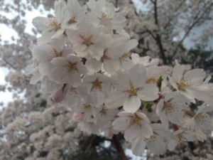 sakura