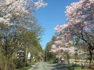 takimi