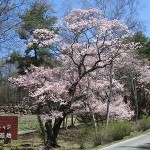 IMG_0659