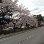 sakura_1001