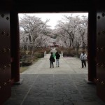 sakura_2