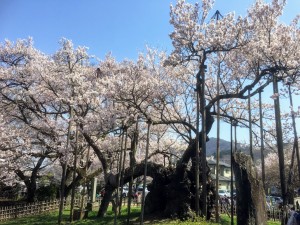 sakura