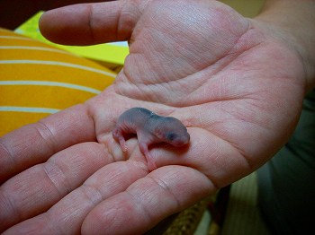 ヤマネ親子の引越し 蓼科日記