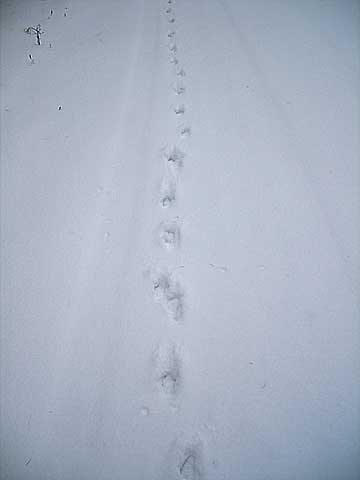 雪の上に残った野生動物の足跡 蓼科日記