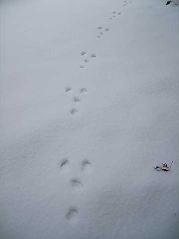 雪の上に残った野生動物の足跡 蓼科日記