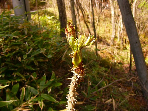 蓼科高原の山菜 蓼科日記