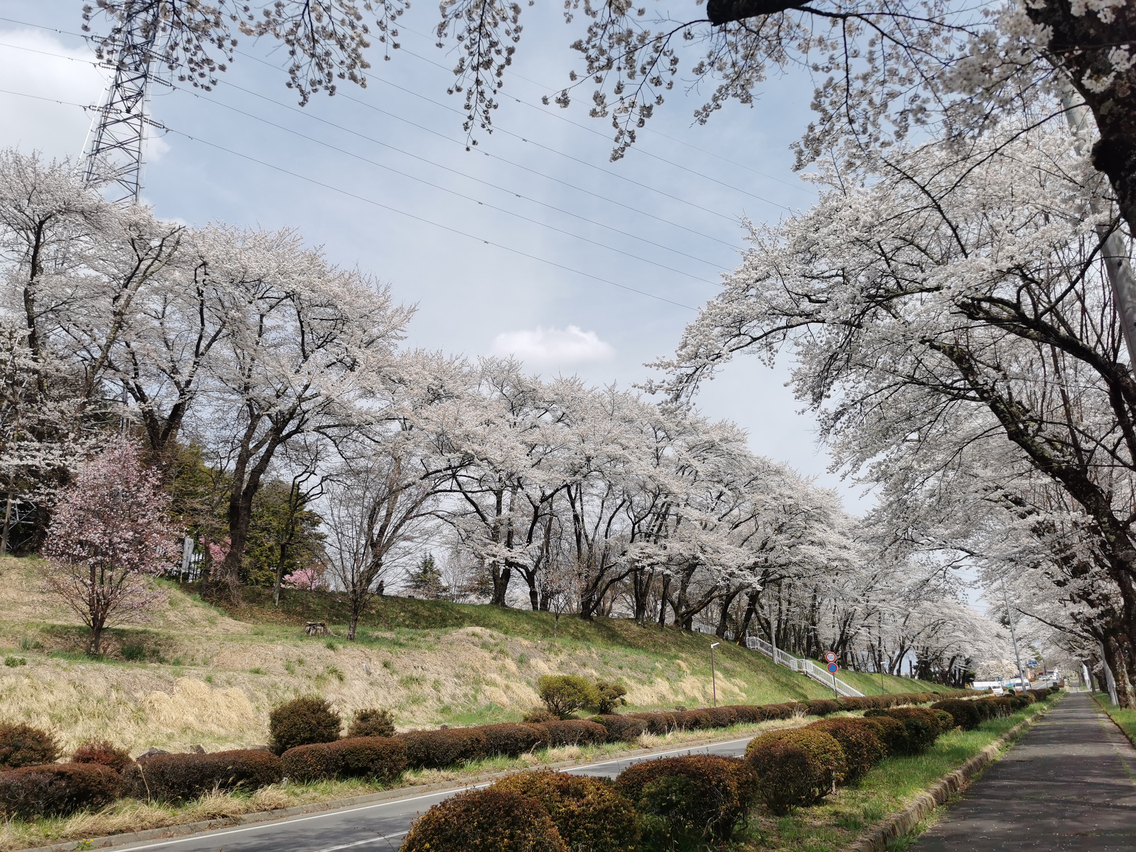 「桜めぐり」